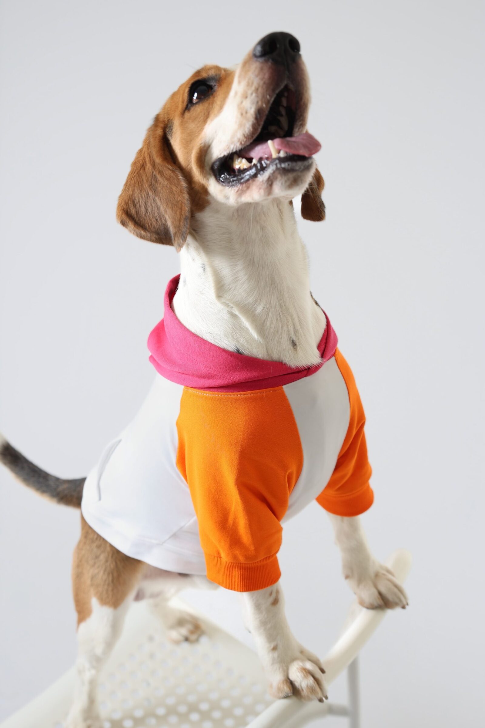 1R Default Product Action 2 Fruit Dog Hoodie-min