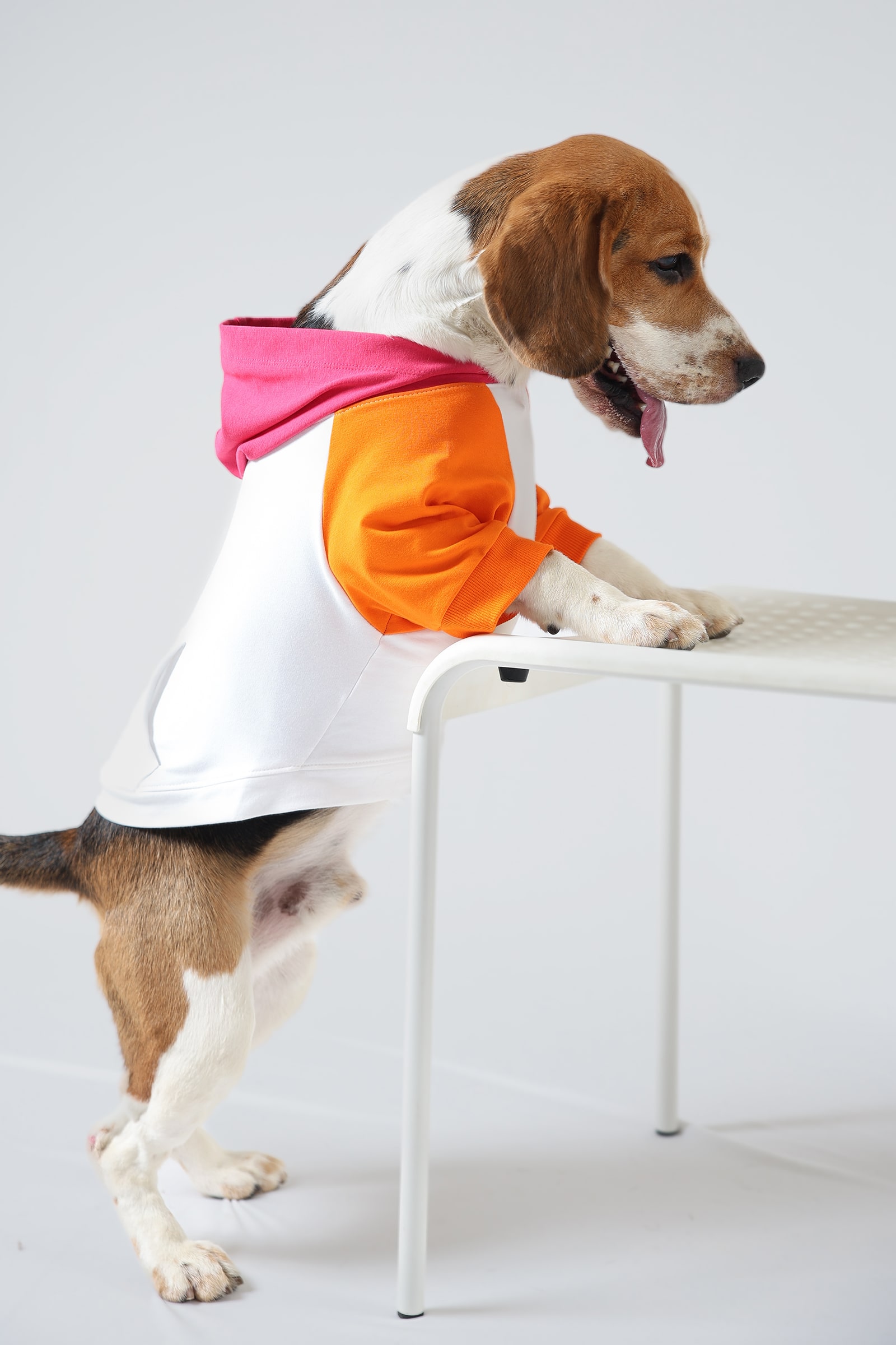 2R Product Action Fruit Dog Hoodie-min