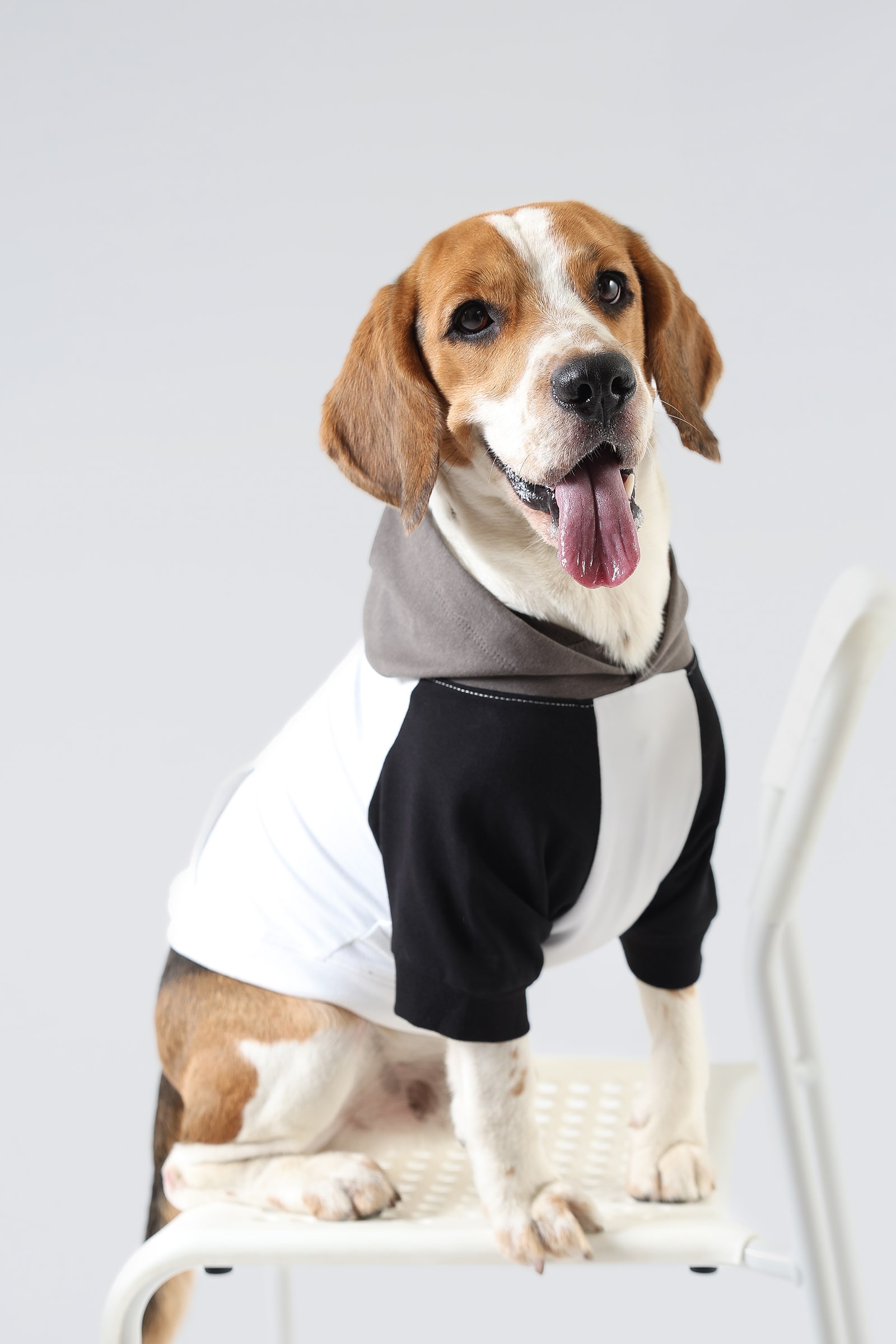 2R Product Happy - Urban Panda Dog Hoodie-min