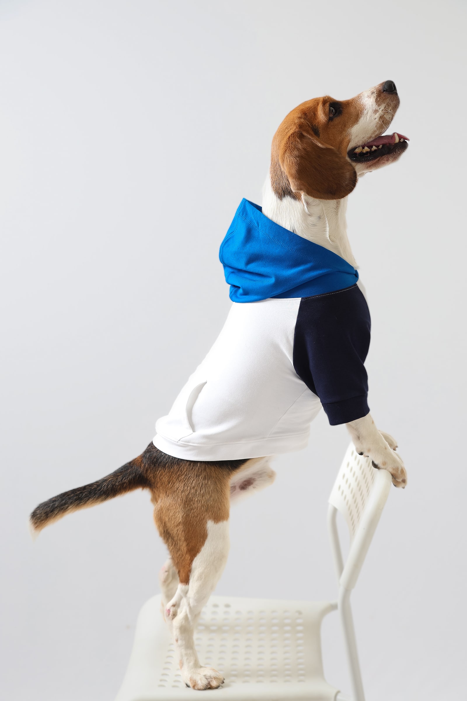 American apparel 2025 dog hoodie