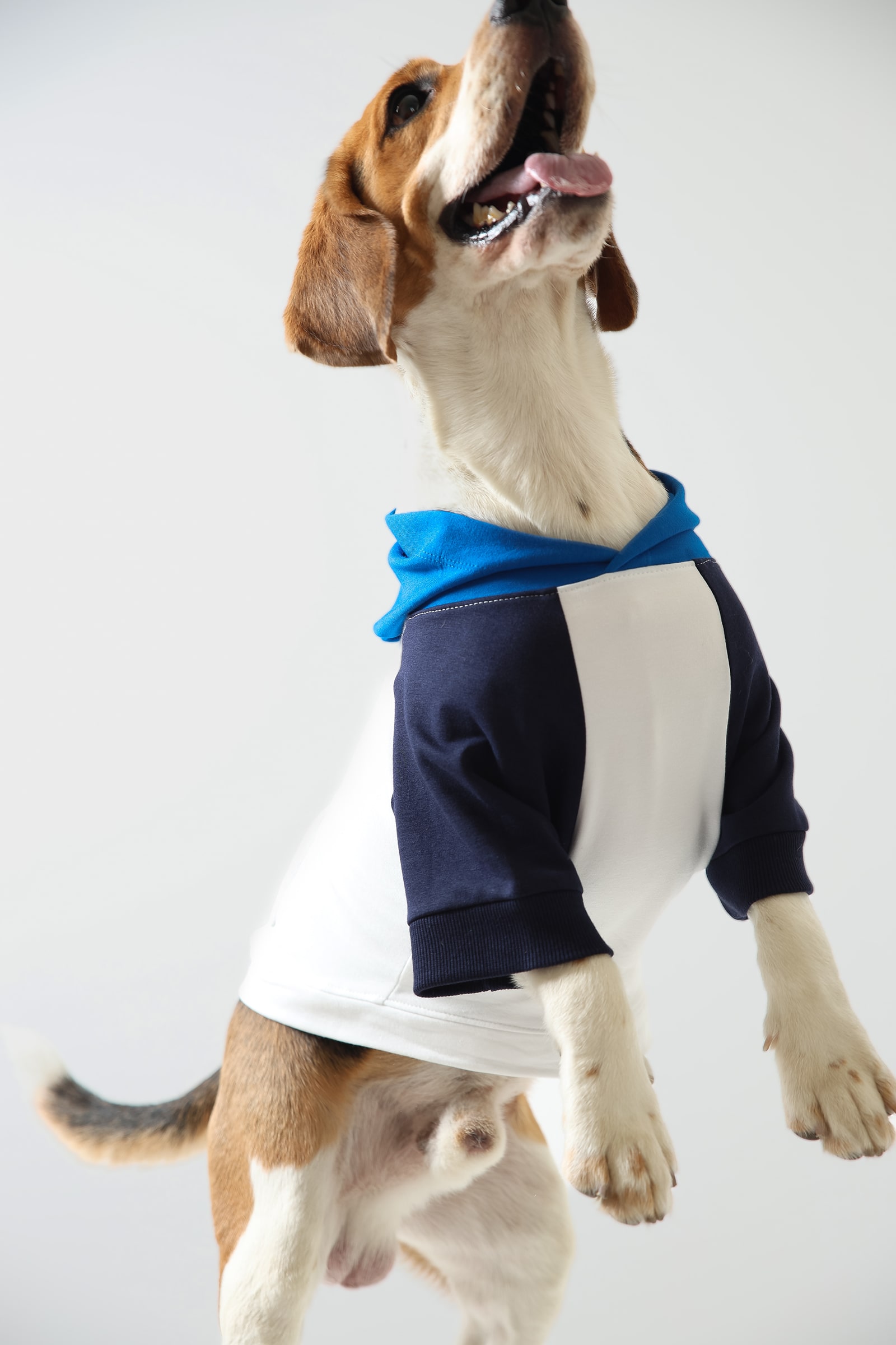 R2 Product Action - Moonlight Dog Hoodie-min