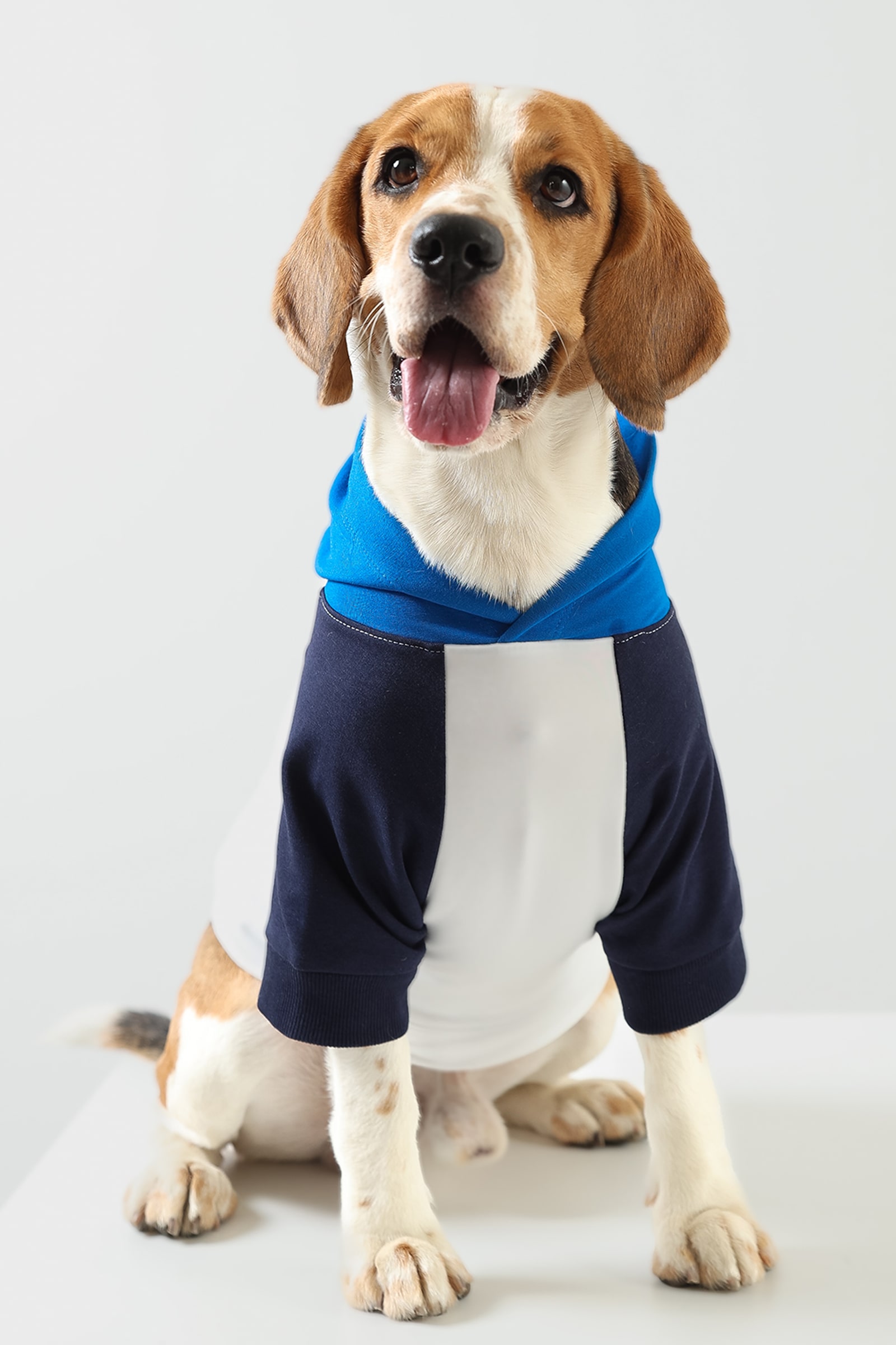 R2 Product chill - Moonlight Dog Hoodie-min