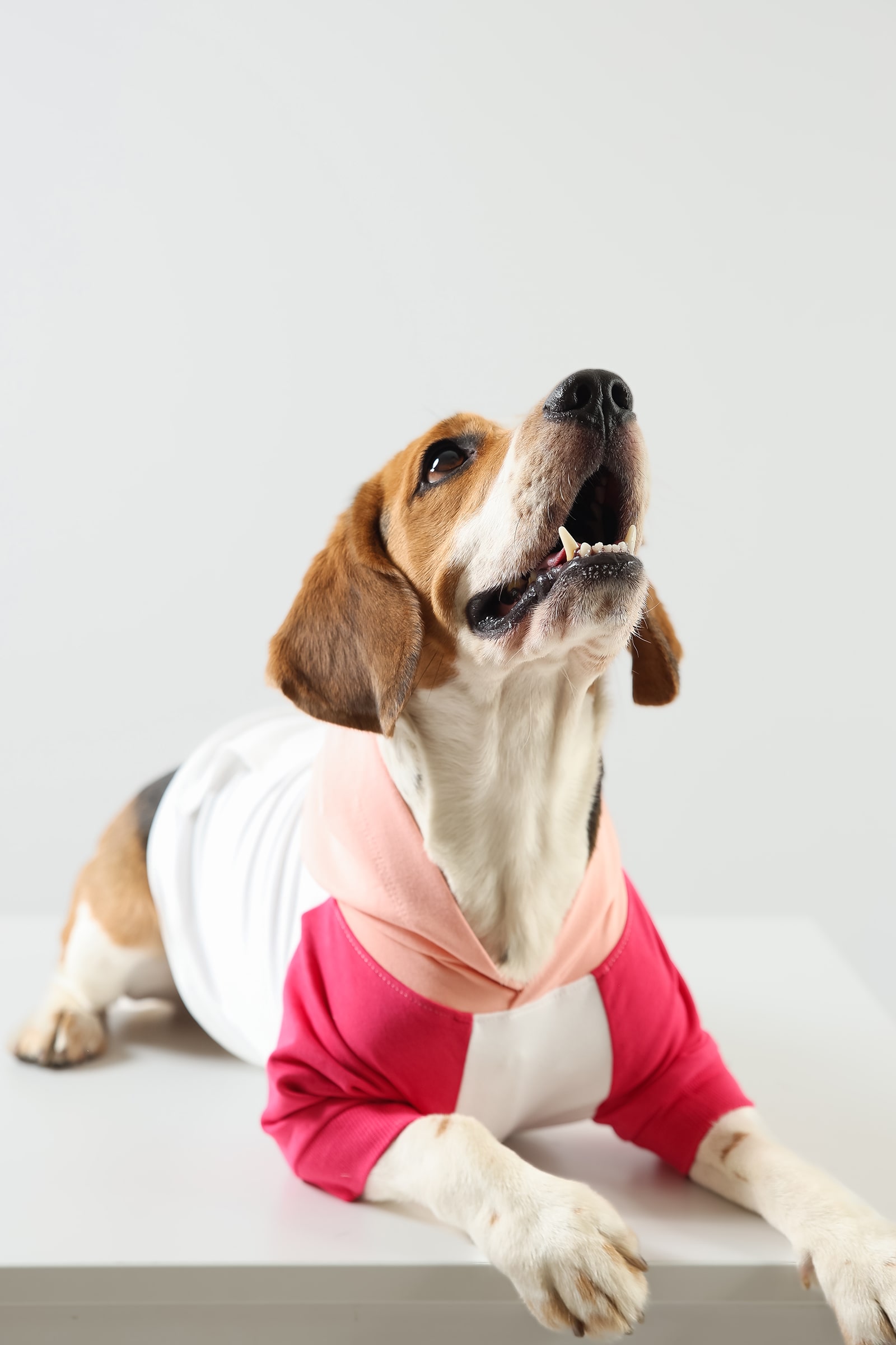 2 Product Active 2 - Berry Bubble Dog Hoodie-min