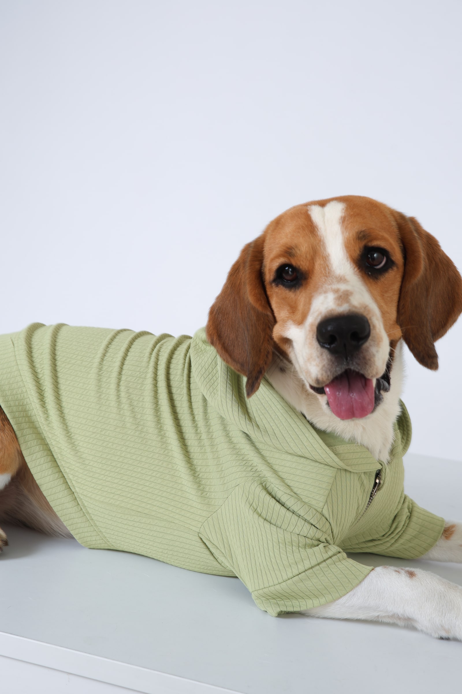 3 light green Wiggle Dog Clothes Hoodie