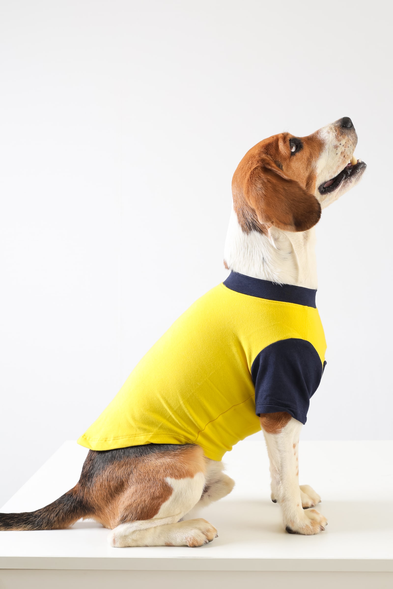 2 BumbleBee Dog Tshirt