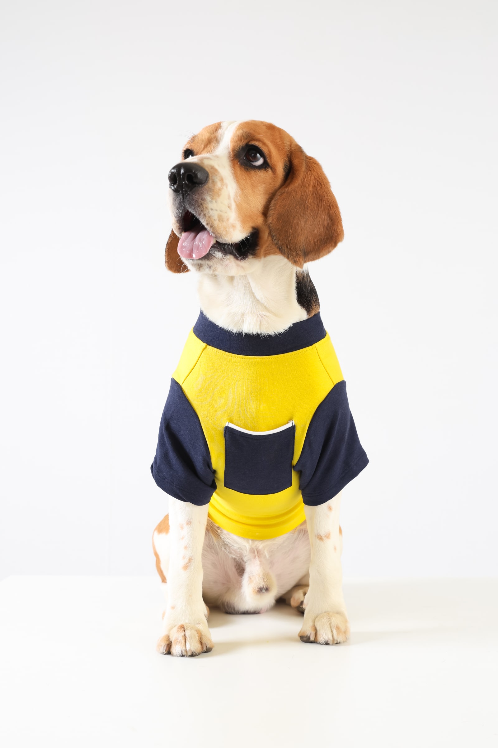 3 BumbleBee Dog Tshirt