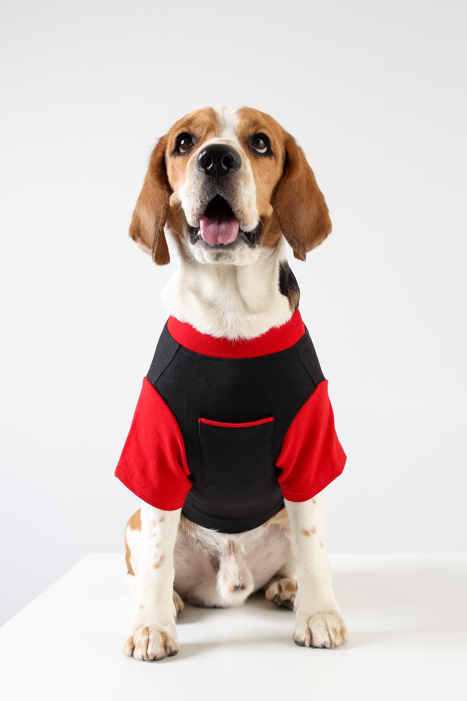 4 Ladybug Dog Tshirt