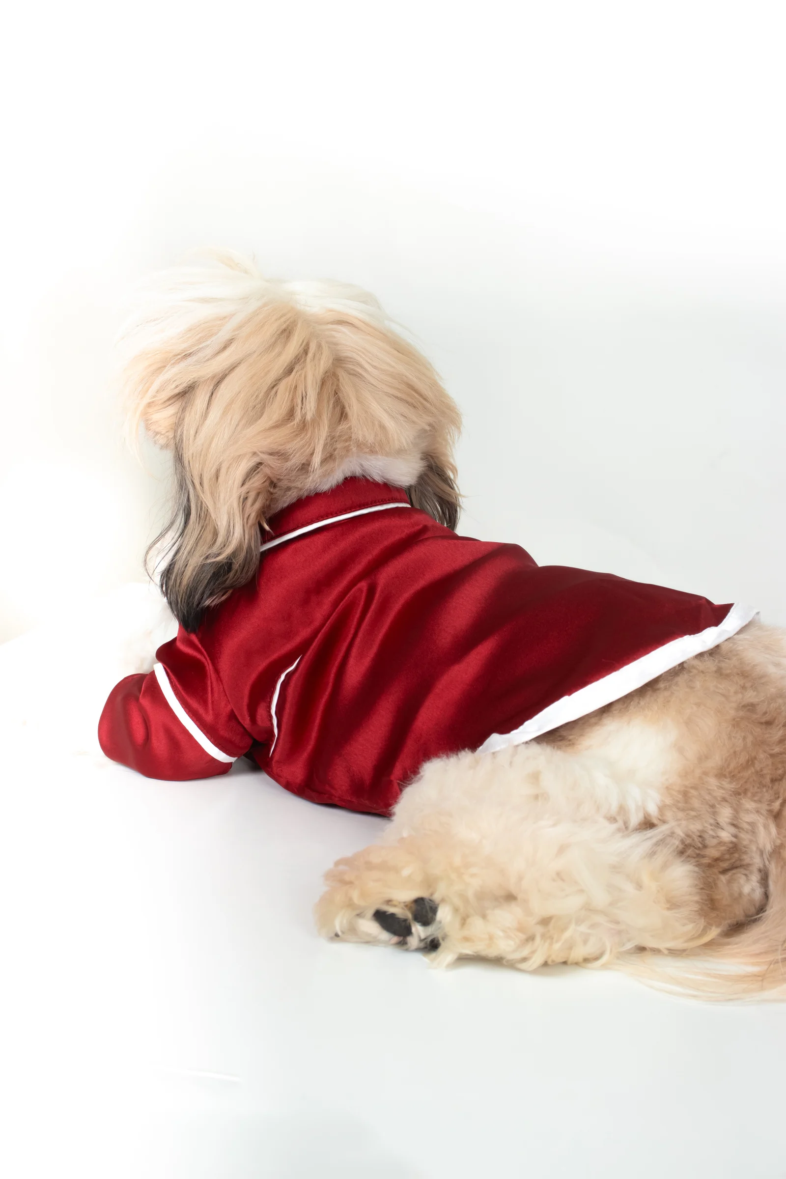 Dog Back 4