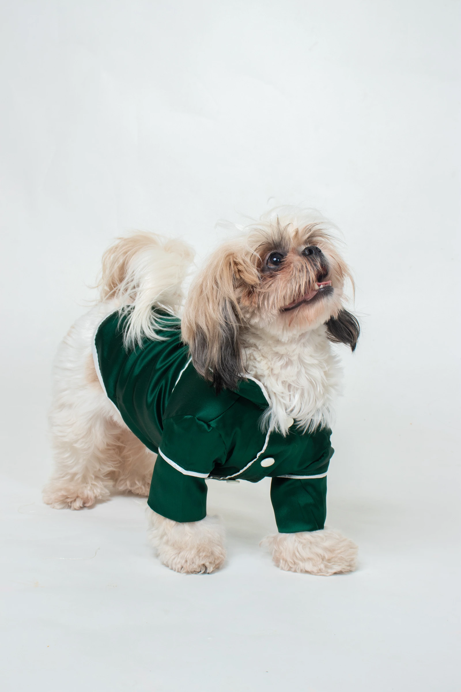 Dog Front 1