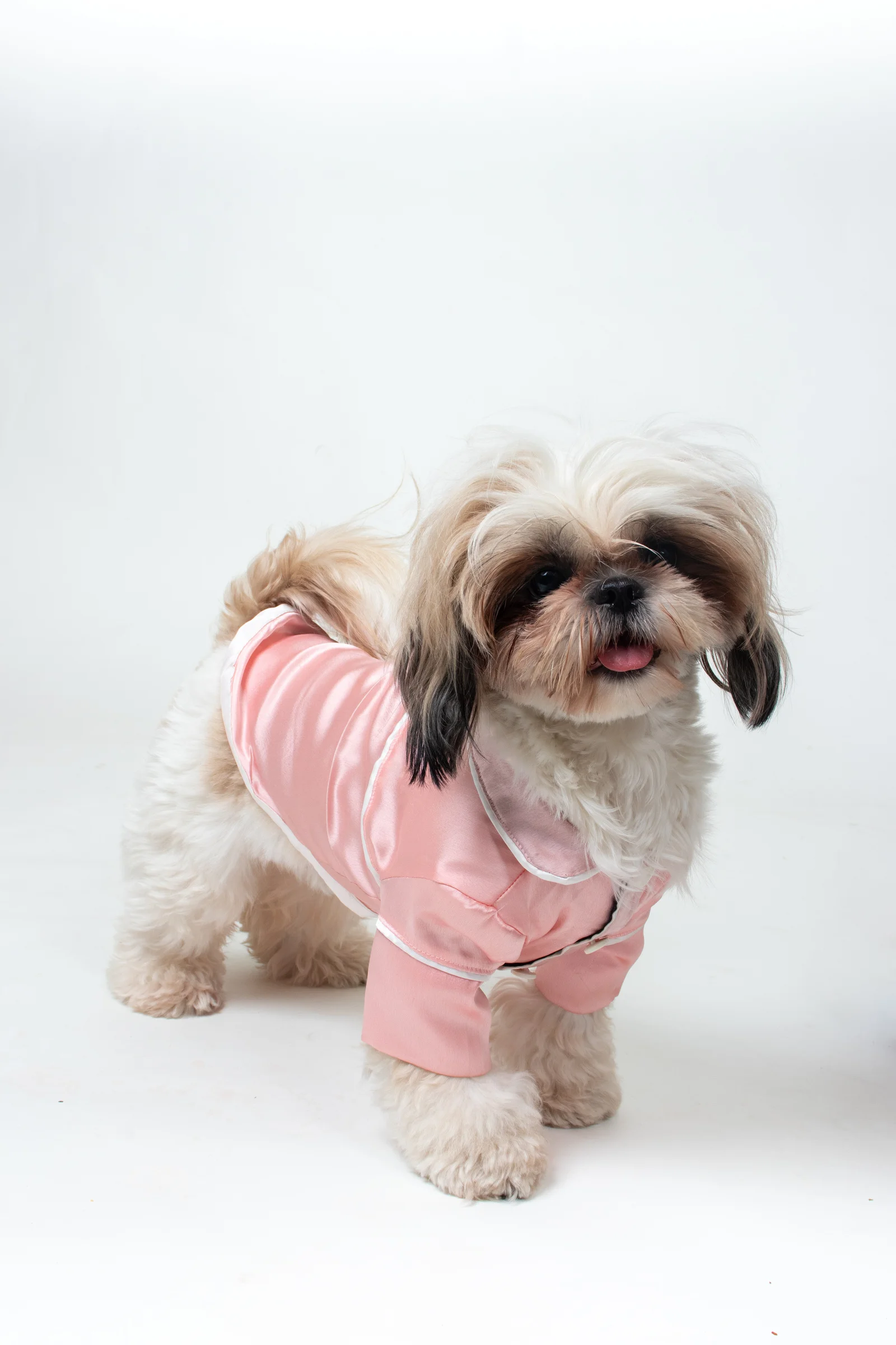 Dog front 4
